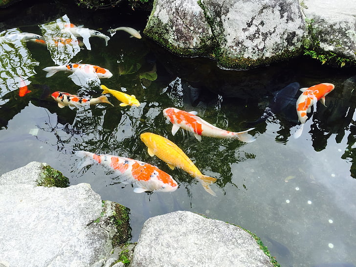 Japonsko, Fukuoka, Jin li, ryby, rybník, kapr, Koi kapr
