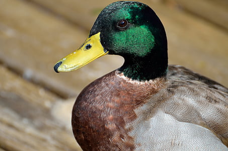 mallard duck, closeup, wildlife, lake, water, duck, nature