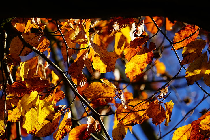 buk, strom, podzim, padajícího listí, listy, barevný podzim, herbstimpression