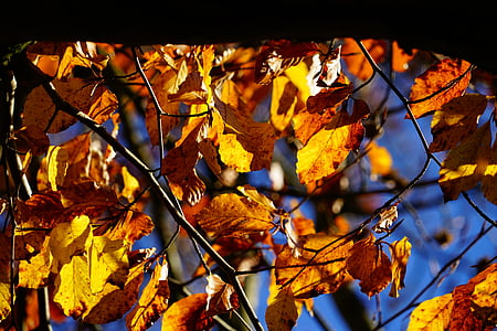 bukev, drevo, jeseni, padec listje, listi, padec barve, herbstimpression