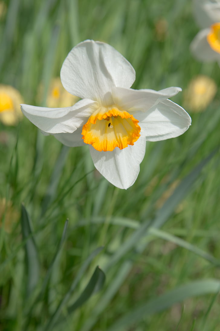 Narcis, cvijet, cvijet, cvatu, žuta, biljka, proljeće