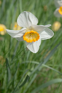 Narciso, flor, flor, floración, amarillo, planta, primavera