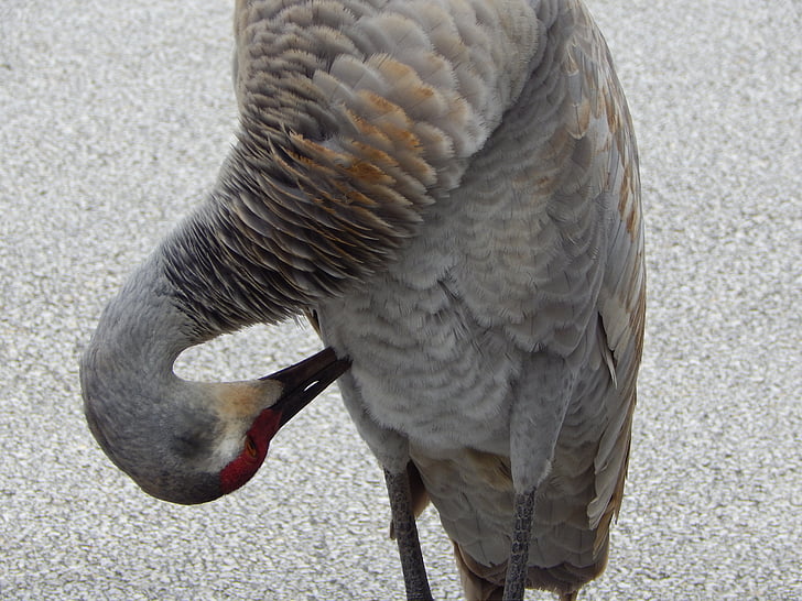 smilšu kalnu crane, Crane, Florida, putns