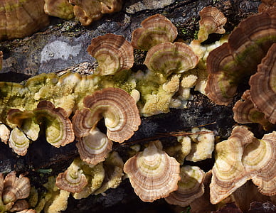 chuva-molhado suporte fungos, cogumelo, fungos prateleira, fungos, planta, natureza, natural