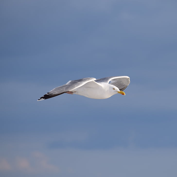 Seagull, zee, water, natuur, kust, Zweden, poort