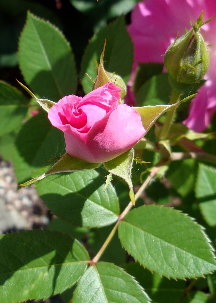 flower, rosebush, pink, button