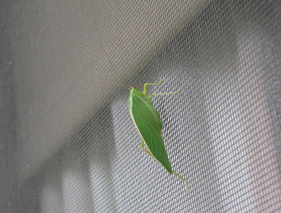 gafanhoto, insetos, Bug, voar, verde, antena, a descansar