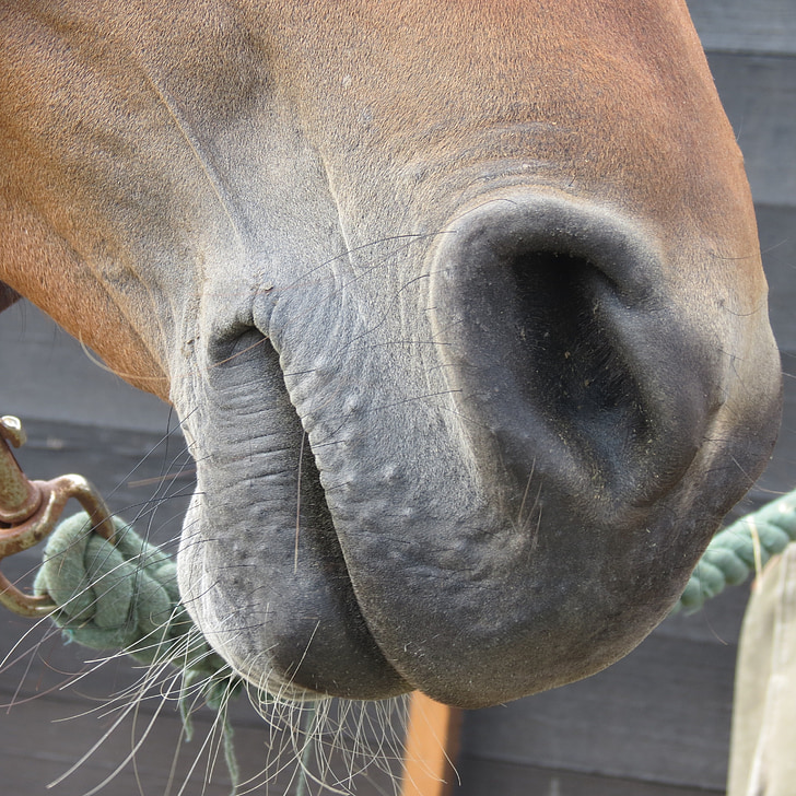 paard neus, Paardensport, paard