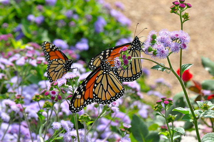Monarch, Monarch motýl, motýl, Příroda, volně žijící zvířata, růžová zahrada, zahrada