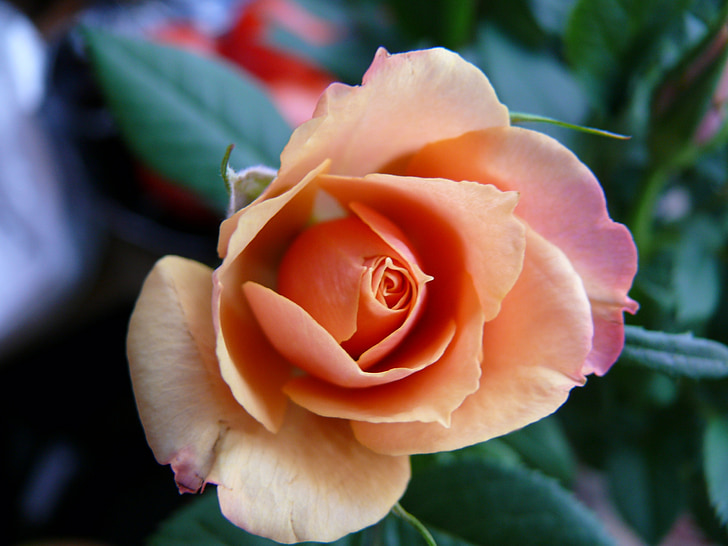Rosa, taronja, pètals, flora, planta, l'amor, obrir Rosa