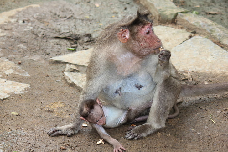 monkey, mother, baby, animal, zoo, wildlife, mammal