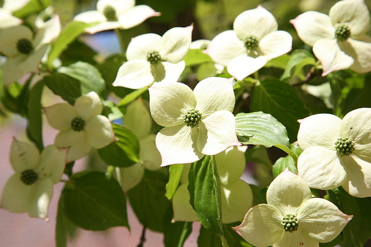 osier, nature, flowers, white flower, white flowers, spring, plants