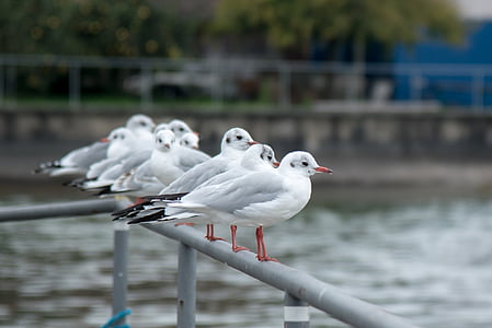 gull, seagull bird, water bird, animal, water, forward, plumage