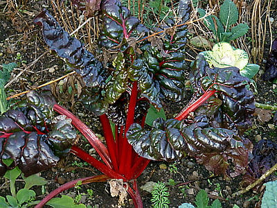 rhubarb, rheum rhabarbarum, exotic, plant, botanical garden, nature, brazil