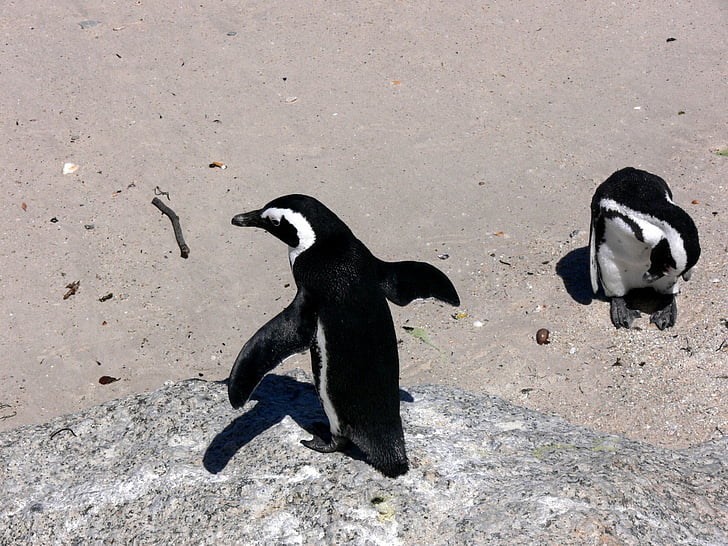 pingvin, Simon by, Sydafrika, fugl, vinger, fjer, næb