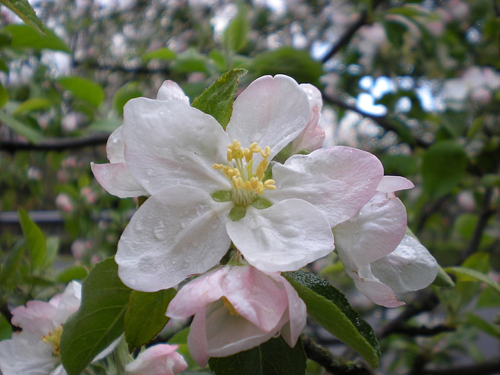 flower, spring, spring flowers, pink, flowers, nature