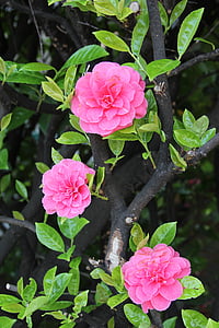 цвете, розово, розови цветя, растителна, Блосъм, Градина, венчелистче