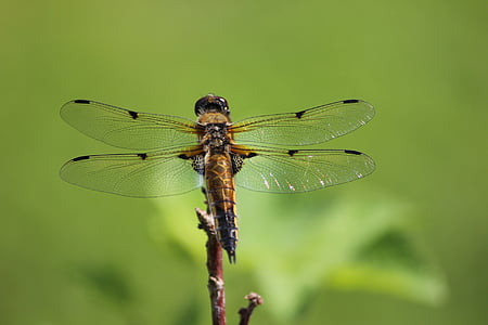 Dragonfly, insect, Fins, natuur, dier, Close-up, dieren in het wild