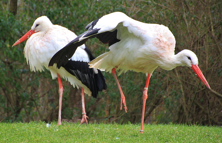 storks, birds, animals, rattle stork, white stork, nature, meadow