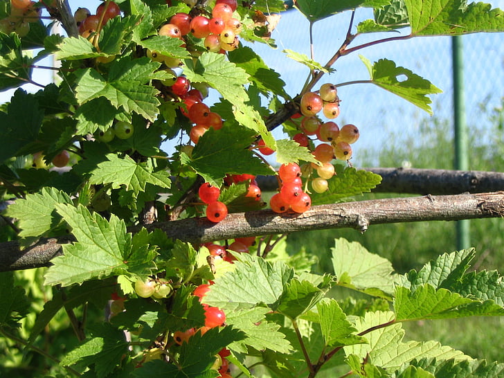 Berry, rybíz, sklizeň