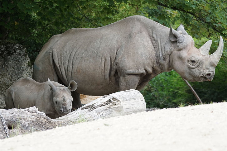 rinoceronte negro, jóvenes, herbívoros, Parque zoológico, animales, africano, arte