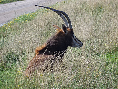antilopa, črna grivasta antilopa, v divjini, rogom, prosto živeče živali, Afrika, afriške