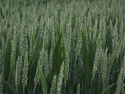 campo de trigo, trigo, espiga de trigo, campo de milho, pico, cereais, Verão