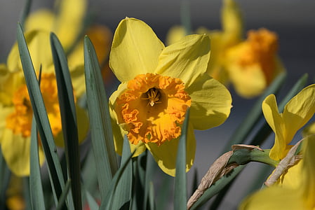 kukka, keltainen kukka, narsissi, kukka kukkii, Luonto, Flora, Narcissus