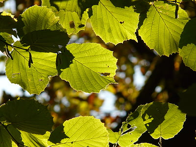 foglia, foglie, luce posteriore, noce, nocciola, albero di nocciole, haselnussbamublatt