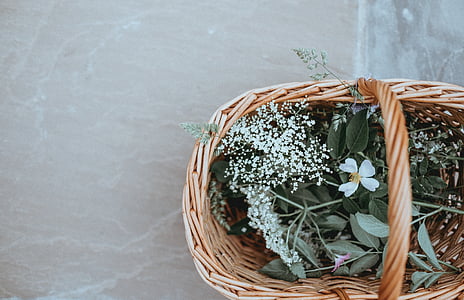 green, plant, nature, flower, basket, table