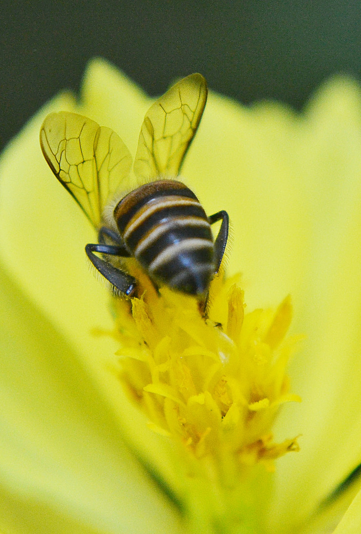 пчела, anthophila, мед, пчелен мед, активен, Зает, бързо