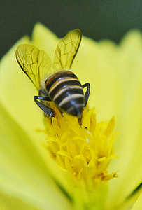 bee, anthophila, honey, honey bee, active, busy, fast