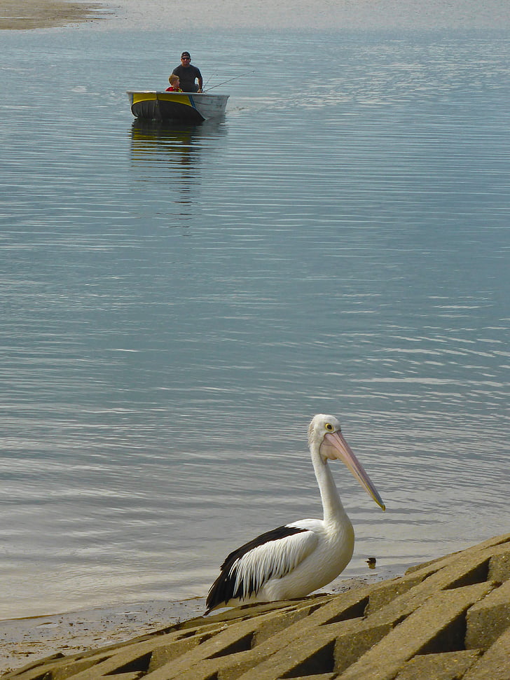 pelican, fisherman, boat, angler, recreation, hobby, marine