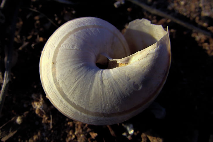 shell, helix, nature, spiral, broken, close-up