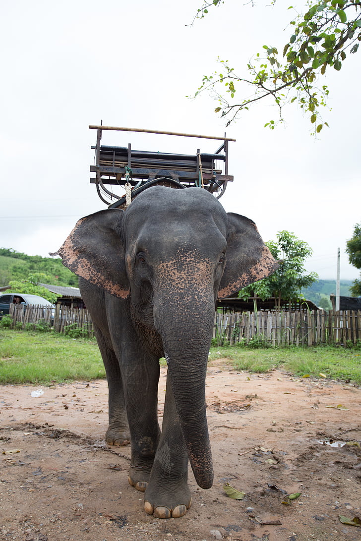 éléphants, Thaïlande, positif