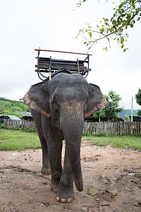 코끼리, 태국, 긍정적인