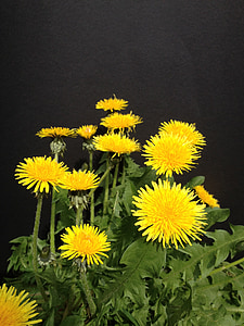 dandelion, flowers, edible, yellow, pointed flower, yellow flower, close