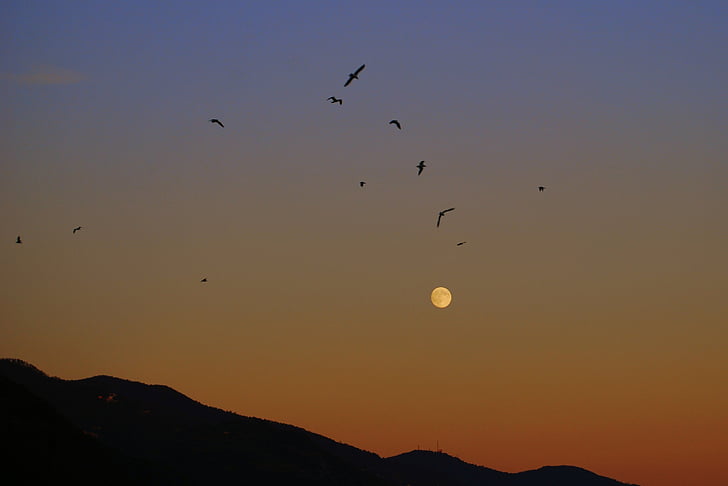 naplemente, Luna, madarak, Sky, hegyek, természet