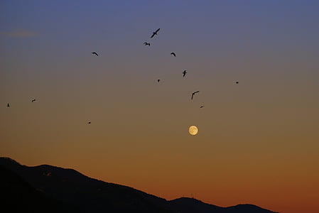 zachód słońca, Luna, ptaki, niebo, góry, Natura