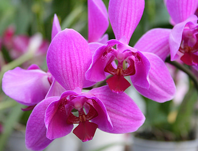 orquídea rosa, orquideas, rosa, flor, exóticos, tropical, cerrar