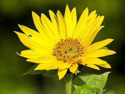 Sun flower, květ, květ, Bloom, závod, Příroda