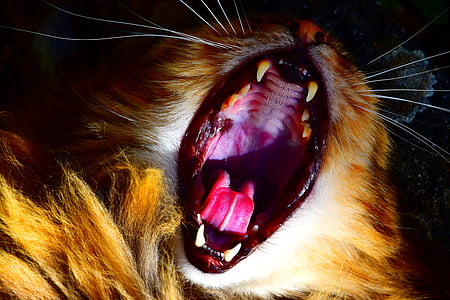 mačka, hrdlo, zuby, zviera