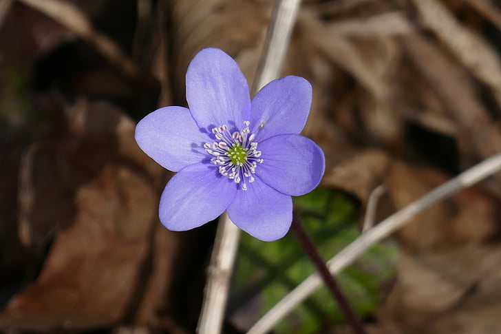 bloem, natuur, hepatica, blauw, mooie, tol