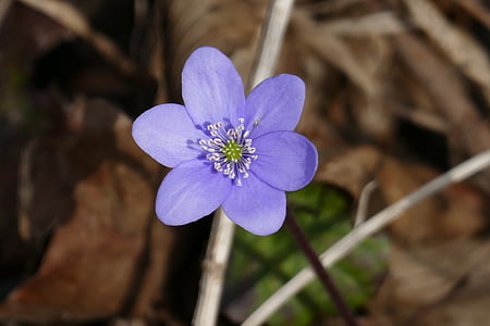 bunga, alam, hepatica, biru, Cantik, tol