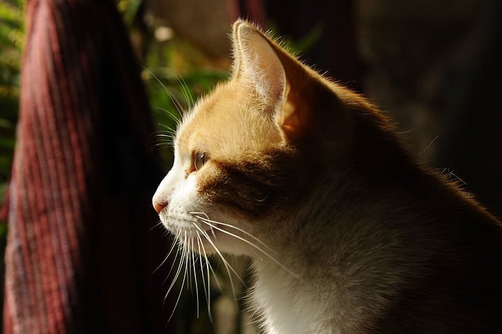 katten, dyr, feline, innenlands cat, kjæledyr, søt, utendørs