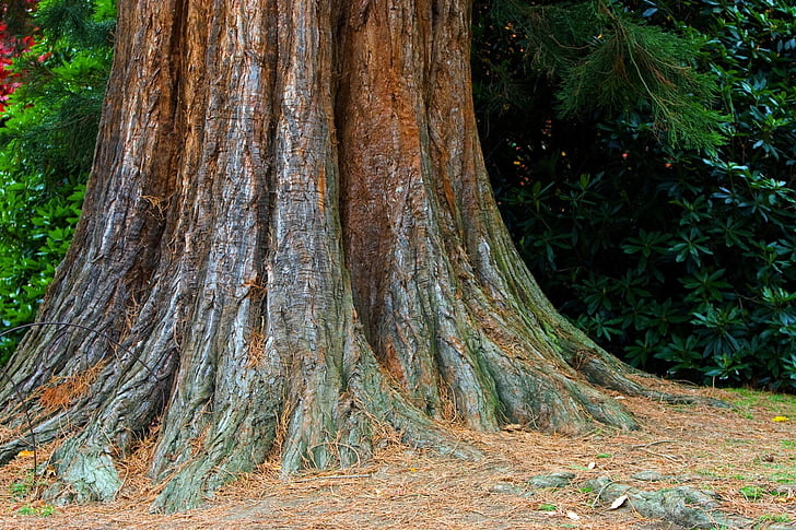 arbre, tronc, écorce, texture, gros plan, gros, grande