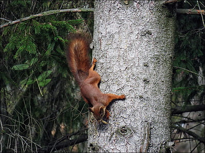 squirrel, animal, nature, forest, rodent, wildlife, tree