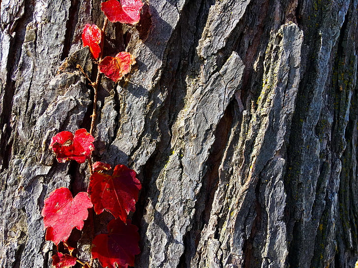 arbre, vermell, fulles, natura, branca, planta, l'aire lliure