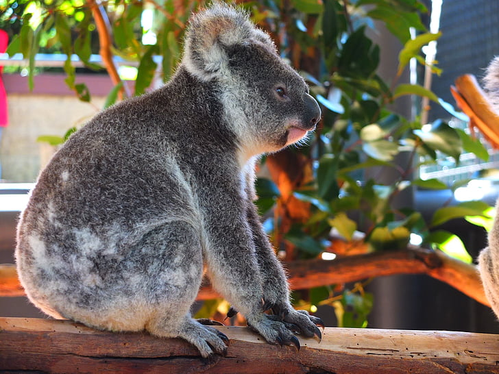 Koala, zwierzętom, Australia, ogród zoologiczny, ładny, zwierząt, małe