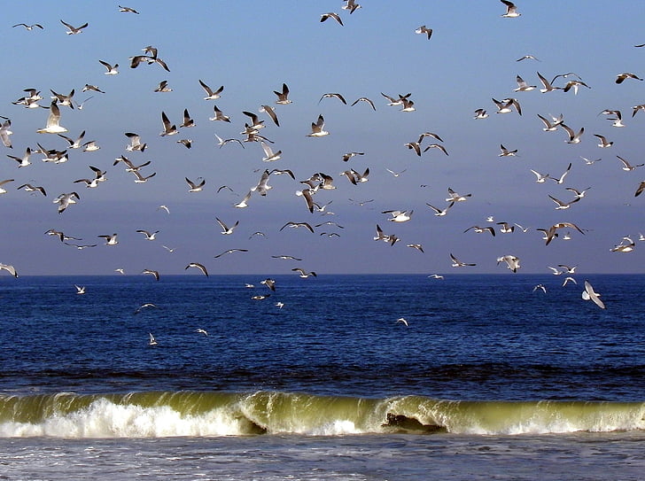 linnud, Seagulls, Flying, Ocean, vee, taevas, hõljumine
